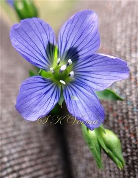  Flower